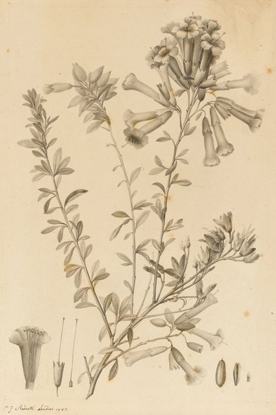 Periphragmos Species, 1787 - Pierre Joseph Redouté